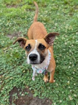 Boxer and Terrier Dogs Available for Adoption in Friendswood, Texas - Lacey Sweetheart Adventures And Cuddles | PetCurious