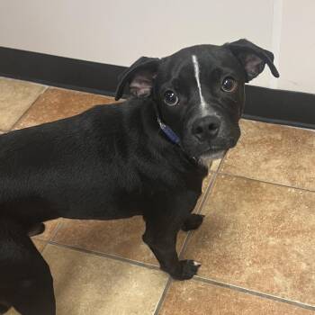 FWT Don -  Boston Terrier Dog for Adoption in Midland, Texas - FWT Don | PetCurious