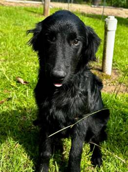 Collie Dogs Available for Adoption in Brookhaven, Mississippi - Dash 26 | PetCurious