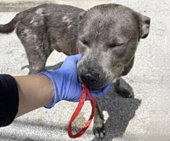 A658845 -  Pit Bull Terrier Dog for Adoption in Houston, Texas - A658845 | PetCurious