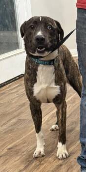 Mountain Cur Dogs Available for Adoption in Boston, Massachusetts - Harvey | PetCurious