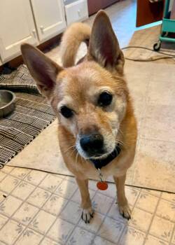 Hans -  Australian Cattle Dog Blue Heeler Dog for Adoption in Manhattan, Kansas - Hans | PetCurious
