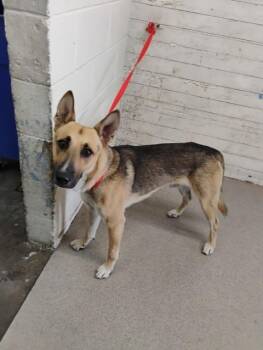 ROCKY -  German Shepherd Dog Dog for Adoption in San Bernardino, California - ROCKY | PetCurious