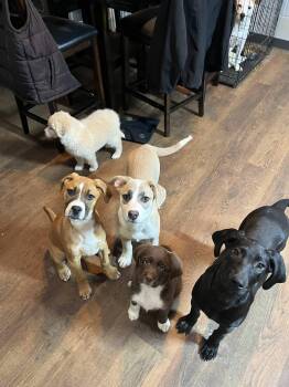 Weimaraner Dogs Available for Adoption - Kota | PetCurious