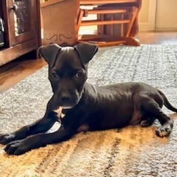 Rescue Mixed Breed Dogs for Adoption in Gainesville, Florida - Atticus | PetCurious