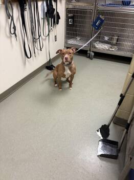 Pit Bull Terrier Dogs Available for Adoption in Leavenworth, Kansas - 26-0154 "Judy" | PetCurious