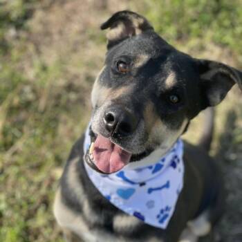 Ace -  Shepherd Dog for Adoption in Waggaman, Louisiana - Ace | PetCurious