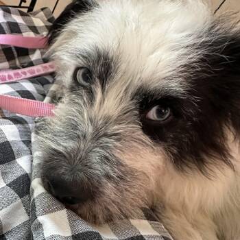 Terrier and Mixed Breed Dogs Available for Adoption in Raleigh, North Carolina - Bootsy | PetCurious