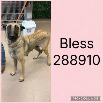 BLESS -  German Shepherd Dog and Mixed Breed Dog for Adoption in Macon, Georgia - BLESS | PetCurious