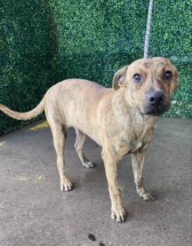 61745615 -  Shepherd and Mixed Breed Dog for Adoption in El Paso, Texas - 61745615 | PetCurious