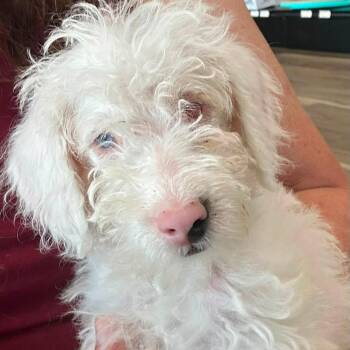 2168 Samantha -  Schnoodle Dog for Adoption in Springfield, Missouri - 2168 Samantha | PetCurious