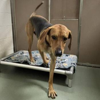 Hound Dogs Available for Adoption in Lyndhurst, Virginia - SVAS-Stray-38577 | PetCurious