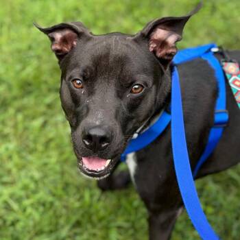 Allie -  Mixed Breed Dog for Adoption in New York, New York - Allie | PetCurious