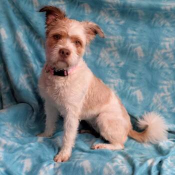 Poodle Dogs Available for Adoption in Eureka, California - Marshmallow | PetCurious