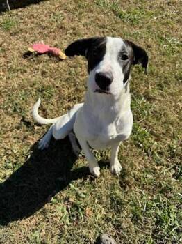 Rescue Hound Dogs for Adoption in Martinsville, Virginia - Charlie Brown | PetCurious