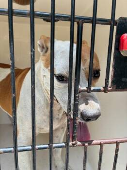 Steve -  American Bulldog Dog for Adoption in Mobile, Alabama - Steve | PetCurious