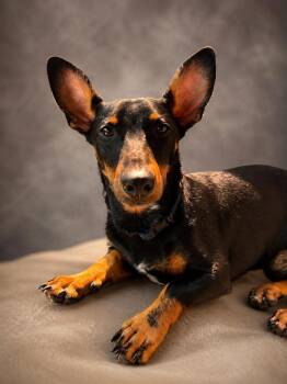 Moby -  Dachshund Dog for Adoption in Tulsa, Oklahoma - Moby | PetCurious