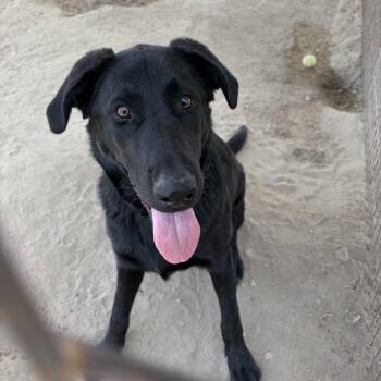 Black Labrador Retriever Dogs Available for Adoption in Fallon, Nevada - Ollie | PetCurious
