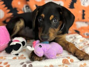 Rescue Rottweiler and Mixed Breed Dogs for Adoption in Houston, Texas - LOLA | PetCurious