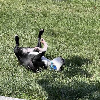 Boston Terrier Dogs Available for Adoption in Sinking Spring, Pennsylvania - Evie | PetCurious