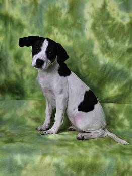 Rescue Mixed Breed Dogs for Adoption in East Sparta, Ohio - Darla | PetCurious