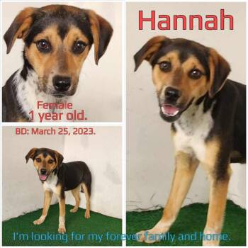 Rescue Mixed Breed Dogs for Adoption in Boaz, Alabama - Hannah | PetCurious