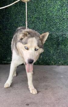 Denver* -  Siberian Husky and Mixed Breed Dog for Adoption in El Paso, Texas - Denver* | PetCurious