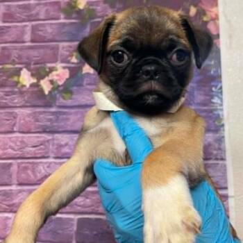 Lloyd Christmas -  Pug and Mixed Breed Dog for Adoption in Fort Collins, Colorado - Lloyd Christmas | PetCurious