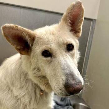 Willow -  Shepherd Dog for Adoption in Wichita, Kansas - Willow | PetCurious