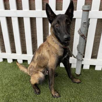 Rescue Belgian Shepherd Malinois Dogs for Adoption in Modesto, California - SNEAKERS | PetCurious