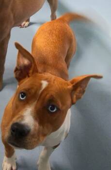 Pit Bull Terrier Dogs Available for Adoption in Port St. Lucie, Florida - Goldie  | PetCurious