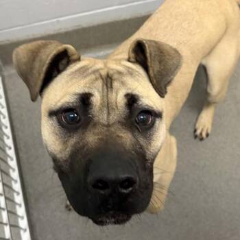 Ro -  Bullmastiff Dog for Adoption in Des Moines, Iowa - Ro | PetCurious