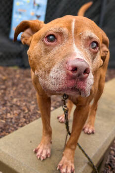 Rescue Mixed Breed Dogs for Adoption in Cincinnati, Ohio - Vanilla | PetCurious