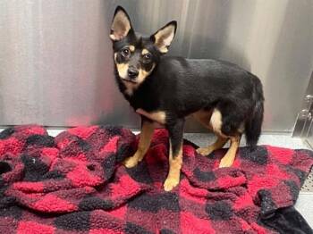 ZIGGY -  Shiba Inu and Mixed Breed Dog for Adoption in Tustin, California - ZIGGY | PetCurious