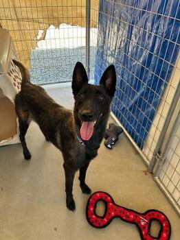 NANI -  Belgian Shepherd Malinois and Mixed Breed Dog for Adoption in Visalia, California - NANI | PetCurious