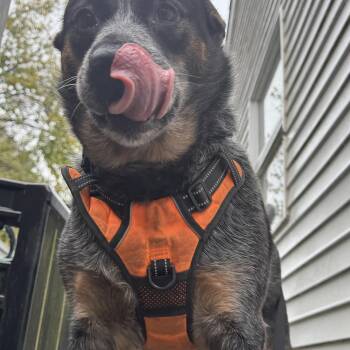 Rescue Australian Cattle Dog Blue Heeler Dogs for Adoption in Sadler, Texas - Mikey | PetCurious