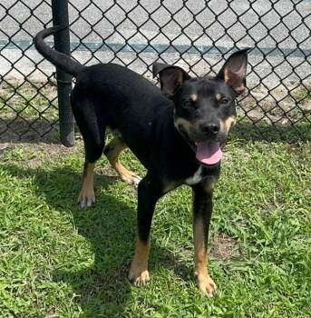 NUGGET -  American Bully and Rottweiler Dog for Adoption in Lynn Haven, Florida - NUGGET | PetCurious