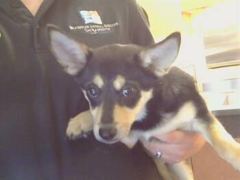 Chihuahua and Cardigan Welsh Corgi Dogs Available for Adoption in Sacramento, California - COOPERTINO | PetCurious