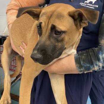 Rescue Mixed Breed Dogs for Adoption in Charleston, West Virginia - Belle | PetCurious