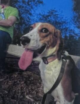 Foxhound Dogs Available for Adoption in Daytona Beach, Florida - Amelia - 2 | PetCurious