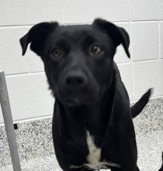 Border Collie Dogs Available for Adoption - Jill | PetCurious