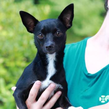 CT Whitefoot - 10lbs -  Chihuahua Dog for Adoption in Stormville, New York - CT Whitefoot - 10lbs | PetCurious