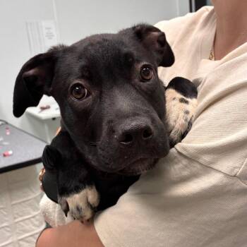 Mabel -  English Bulldog and Mixed Breed Dog for Adoption in Abilene, Texas - Mabel | PetCurious