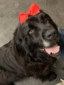 Piper -  Newfoundland Dog Dog for Adoption in Fredericksburg, Pennsylvania - Piper | PetCurious
