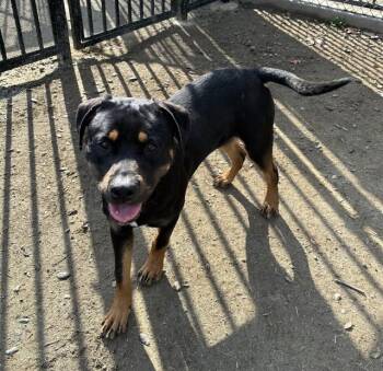Rottweiler Dogs Available for Adoption in Riverside, California - TITAN | PetCurious
