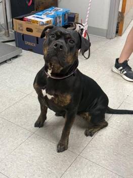 Nixie -  Pit Bull Terrier Dog for Adoption in Sorrento, Louisiana - Nixie | PetCurious
