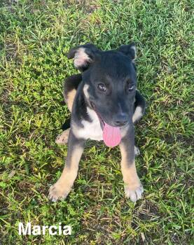 Marcia -  Black Mouth Cur and Labrador Retriever Dog for Adoption in Glocester, Rhode Island - Marcia | PetCurious