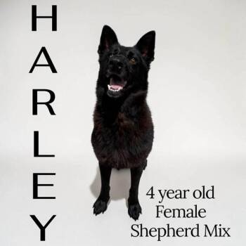 Harley -  German Shepherd Dog Dog for Adoption in Nicholasville, Kentucky - Harley | PetCurious