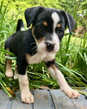 Maya Papaya -  Italian Greyhound and Mixed Breed Dog for Adoption in Malvern, Pennsylvania - Maya Papaya | PetCurious