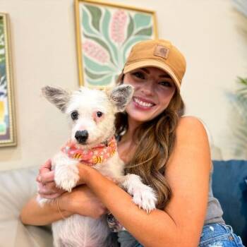 Tina Tweetie Little Sweet Pea -  West Highland White Terrier Westie and Chihuahua Dog for Adoption in Friendswood, Texas - Tina Tweetie Little Sweet Pea | PetCurious